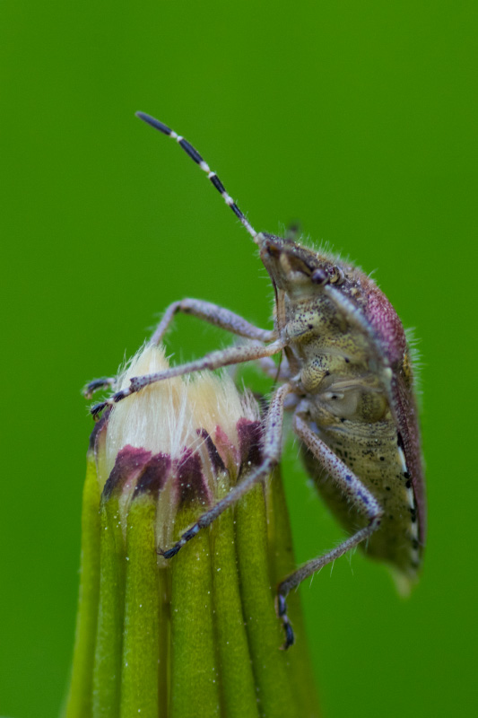 Maiuspala