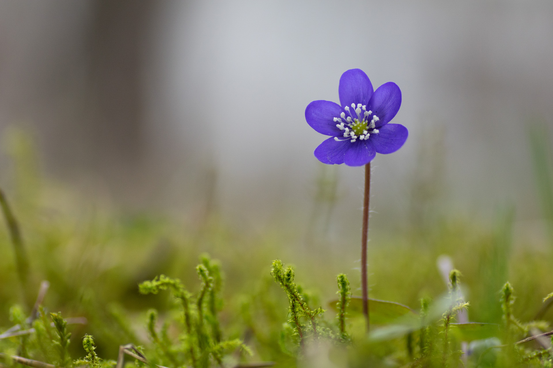 Harilik sinilill (Hepatica nobilis)