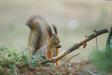 Ãœks vanemaid, Orav, (Squirrel, Sciurus vulgaris)