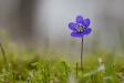 Harilik sinilill (Hepatica nobilis)