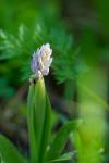 Hall kÃ¤pp (Orchis militaris) 