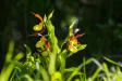 Kaunis kuldking (Cypripedium calceolus) 
