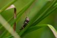 Grasshopper